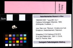 Foto (Objekt + Etiketten) von Coelopus hoheneggeri (Moericke, 1889) 